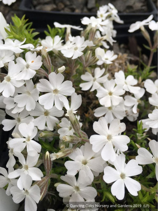 Perennials ~ Phlox subulata 'Schneewittchen', Creeping Phlox ~ Dancing Oaks Nursery and Gardens ~ Retail Nursery ~ Mail Order Nursery