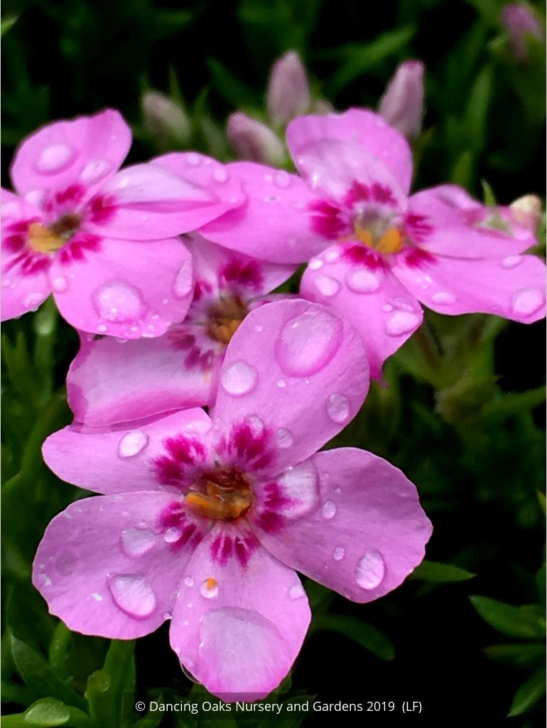 Perennials ~ Phlox 'Star of Heaven', Moss Phlox ~ Dancing Oaks Nursery and Gardens ~ Retail Nursery ~ Mail Order Nursery