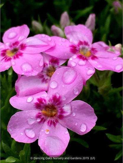 Perennials ~ Phlox 'Star of Heaven', Moss Phlox ~ Dancing Oaks Nursery and Gardens ~ Retail Nursery ~ Mail Order Nursery