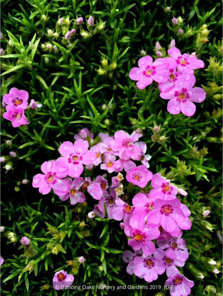 Perennials ~ Phlox 'Star of Heaven', Moss Phlox ~ Dancing Oaks Nursery and Gardens ~ Retail Nursery ~ Mail Order Nursery
