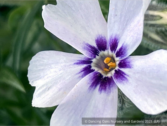 Perennials ~ Phlox subulata 'North Hills', Creeping Phlox ~ Dancing Oaks Nursery and Gardens ~ Retail Nursery ~ Mail Order Nursery
