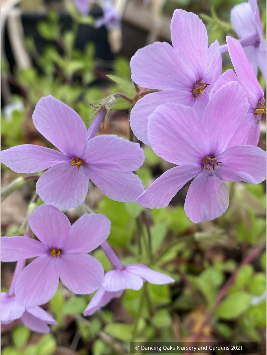 Perennials ~Phlox stolonifera 'Wister Pink', Creeping Phlox  ~ Dancing Oaks Nursery and Gardens ~ Retail Nursery ~ Mail Order Nursery