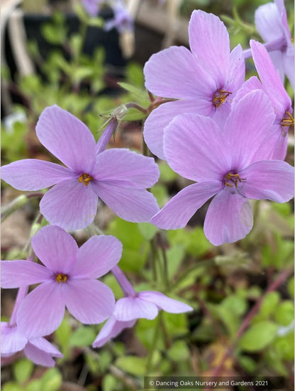 Perennials ~Phlox stolonifera 'Wister Pink', Creeping Phlox  ~ Dancing Oaks Nursery and Gardens ~ Retail Nursery ~ Mail Order Nursery