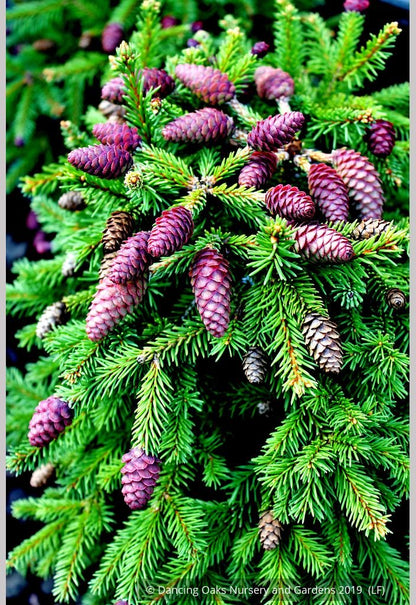 Shrubs ~ Picea abies ' Pusch', Dwarf Norway Spruce ~ Dancing Oaks Nursery and Gardens ~ Retail Nursery ~ Mail Order Nursery