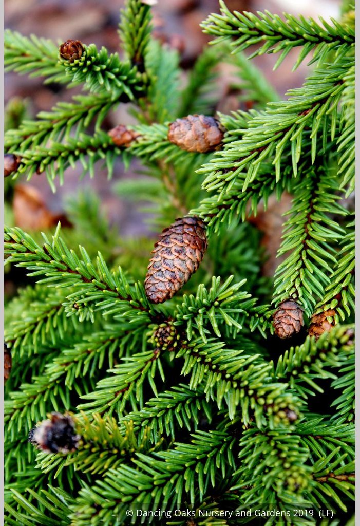 Shrubs ~ Picea abies ' Pusch', Dwarf Norway Spruce ~ Dancing Oaks Nursery and Gardens ~ Retail Nursery ~ Mail Order Nursery