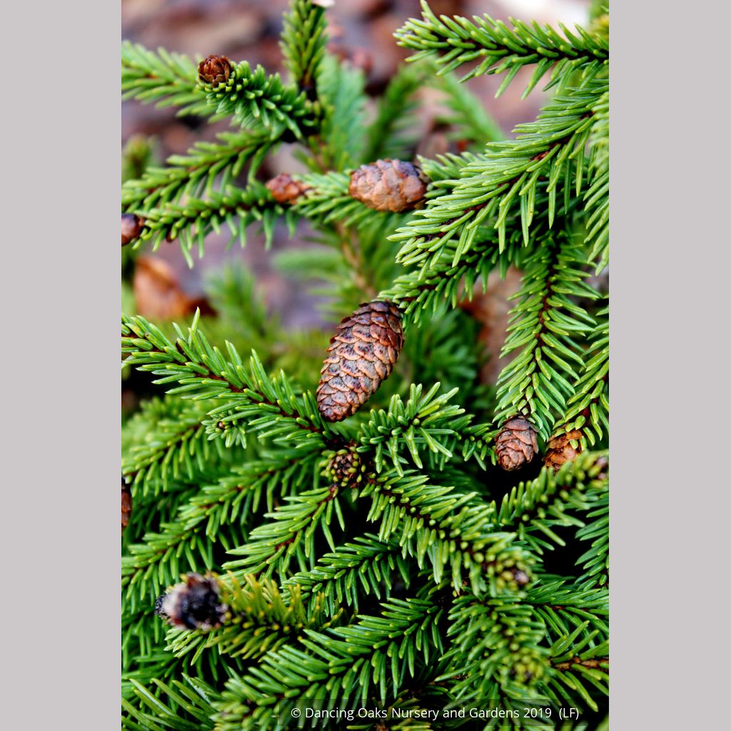 Picea Abies Acrocona Pusch Dwarf Norway Spruce Dancing Oaks