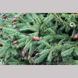 Shrubs ~ Picea abies ' Pusch', Dwarf Norway Spruce ~ Dancing Oaks Nursery and Gardens ~ Retail Nursery ~ Mail Order Nursery