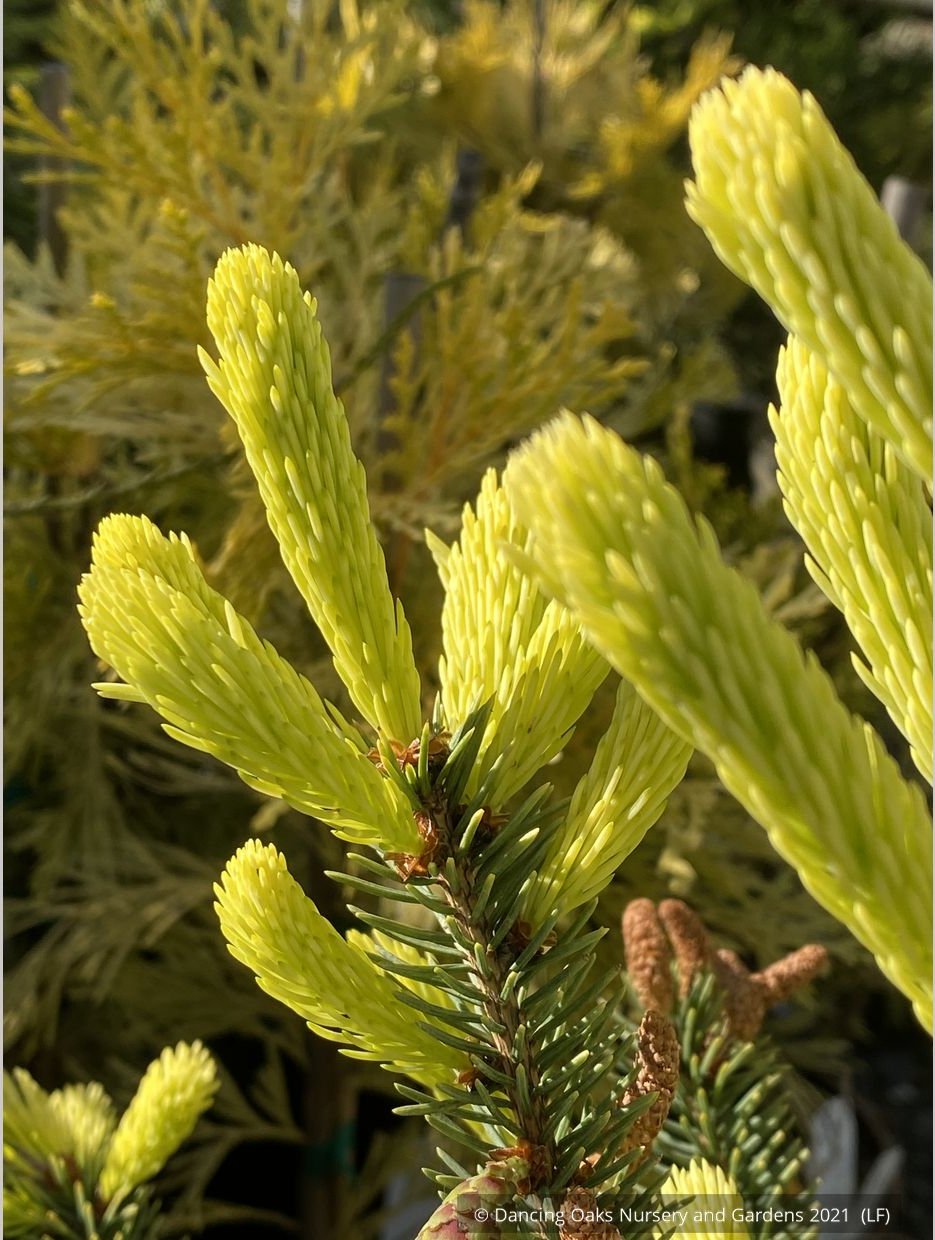 Shrubs ~ Picea glauca 'Mac Gold' aka 'Maconnal's Gold', Golden White Spruce ~ Dancing Oaks Nursery and Gardens ~ Retail Nursery ~ Mail Order Nursery