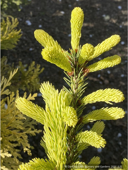 Shrubs ~ Picea glauca 'Mac Gold' aka 'Maconnal's Gold', Golden White Spruce ~ Dancing Oaks Nursery and Gardens ~ Retail Nursery ~ Mail Order Nursery