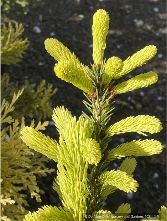 Shrubs ~ Picea glauca 'Mac Gold' aka 'Maconnal's Gold', Golden White Spruce ~ Dancing Oaks Nursery and Gardens ~ Retail Nursery ~ Mail Order Nursery