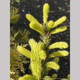 Shrubs ~ Picea glauca 'Mac Gold' aka 'Maconnal's Gold', Golden White Spruce ~ Dancing Oaks Nursery and Gardens ~ Retail Nursery ~ Mail Order Nursery