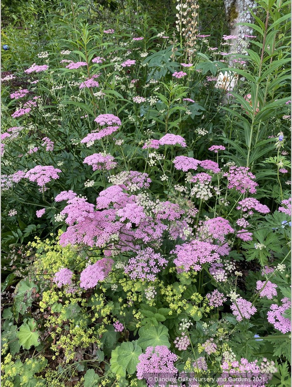 Pimpinella major 'Rosea'
