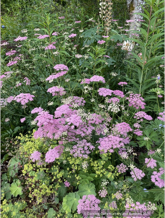 Pimpinella major 'Rosea'