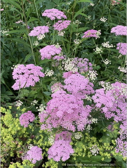 Pimpinella major 'Rosea'