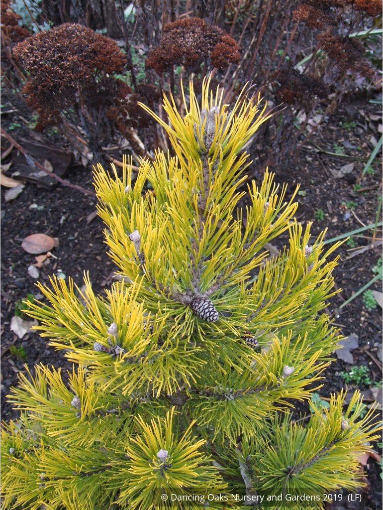 Shrubs ~ Pinus mugo 'Carsten's Wintergold', Carsten's Mugo Pine ~ Dancing Oaks Nursery and Gardens ~ Retail Nursery ~ Mail Order Nursery