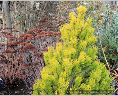 Shrubs ~ Pinus mugo 'Carsten's Wintergold', Carsten's Mugo Pine ~ Dancing Oaks Nursery and Gardens ~ Retail Nursery ~ Mail Order Nursery