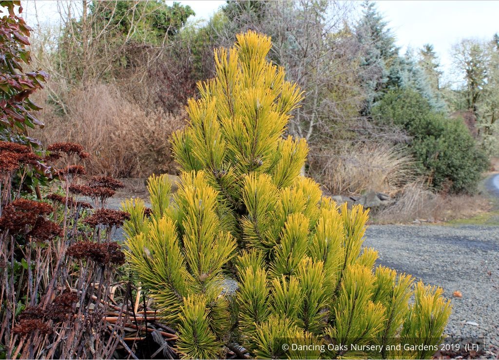 Shrubs ~ Pinus mugo 'Carsten's Wintergold', Carsten's Mugo Pine ~ Dancing Oaks Nursery and Gardens ~ Retail Nursery ~ Mail Order Nursery