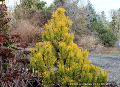 Shrubs ~ Pinus mugo 'Carsten's Wintergold', Carsten's Mugo Pine ~ Dancing Oaks Nursery and Gardens ~ Retail Nursery ~ Mail Order Nursery