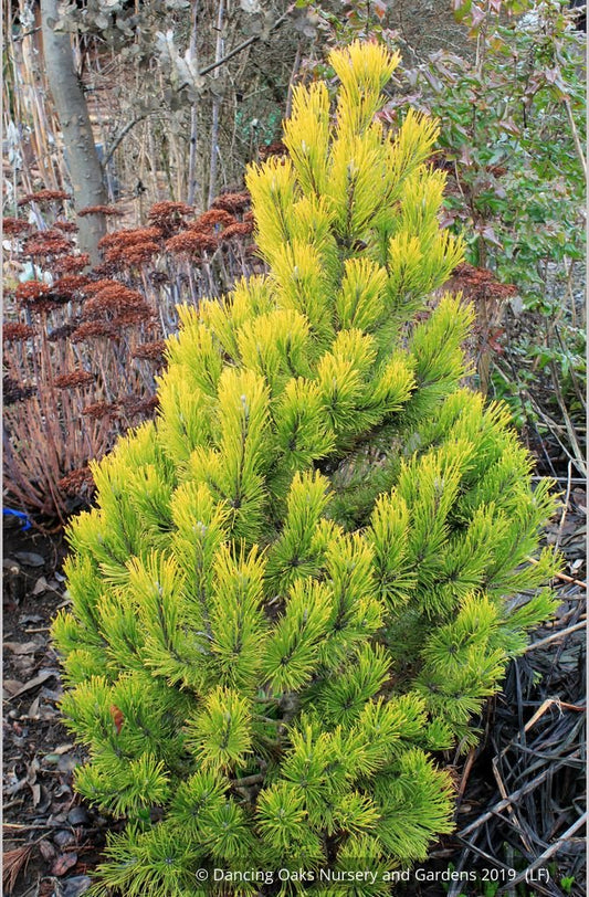 Shrubs ~ Pinus mugo 'Carsten's Wintergold', Carsten's Mugo Pine ~ Dancing Oaks Nursery and Gardens ~ Retail Nursery ~ Mail Order Nursery