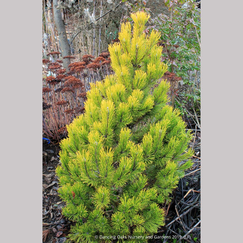 Shrubs ~ Pinus mugo 'Carsten's Wintergold', Carsten's Mugo Pine ~ Dancing Oaks Nursery and Gardens ~ Retail Nursery ~ Mail Order Nursery