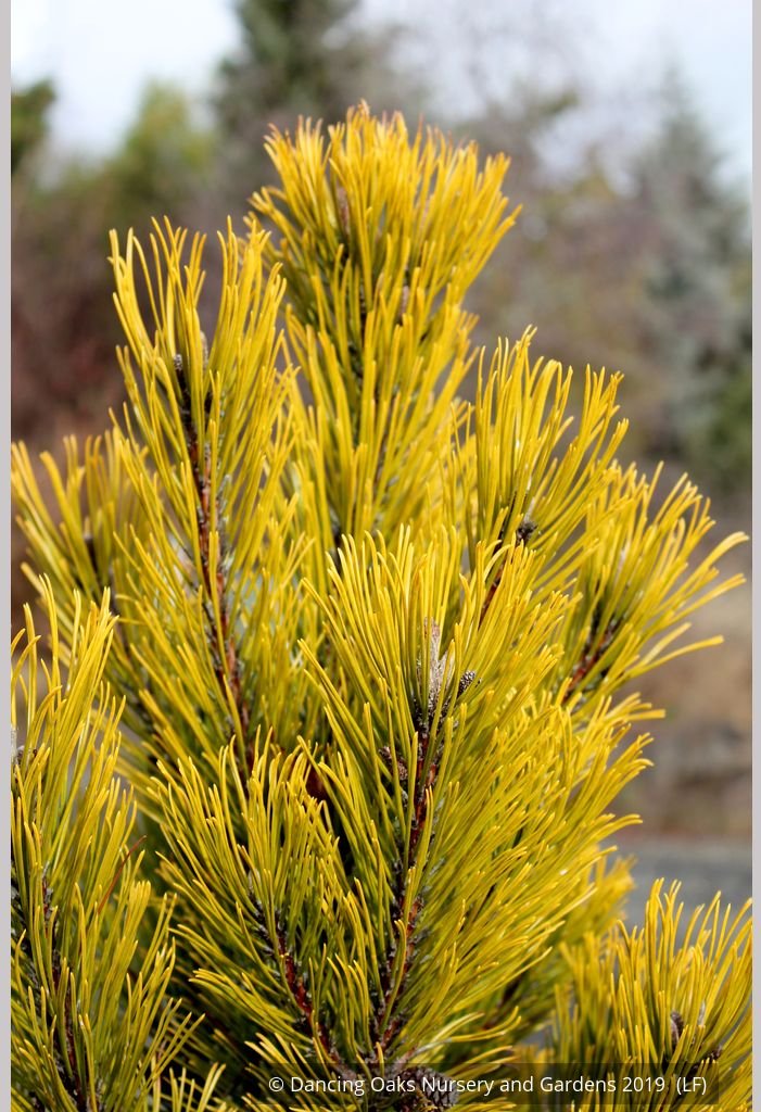 Shrubs ~ Pinus mugo 'Carsten's Wintergold', Carsten's Mugo Pine ~ Dancing Oaks Nursery and Gardens ~ Retail Nursery ~ Mail Order Nursery