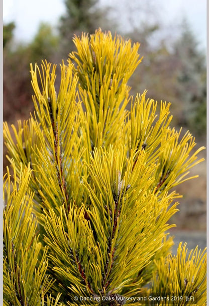 Shrubs ~ Pinus mugo 'Carsten's Wintergold', Carsten's Mugo Pine ~ Dancing Oaks Nursery and Gardens ~ Retail Nursery ~ Mail Order Nursery