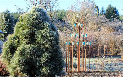 Trees ~ Pinus sylvestris 'Globosa Viridis', Green Globe Scotch Pine ~ Dancing Oaks Nursery and Gardens ~ Retail Nursery ~ Mail Order Nursery