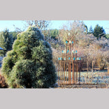 Trees ~ Pinus sylvestris 'Globosa Viridis', Green Globe Scotch Pine ~ Dancing Oaks Nursery and Gardens ~ Retail Nursery ~ Mail Order Nursery