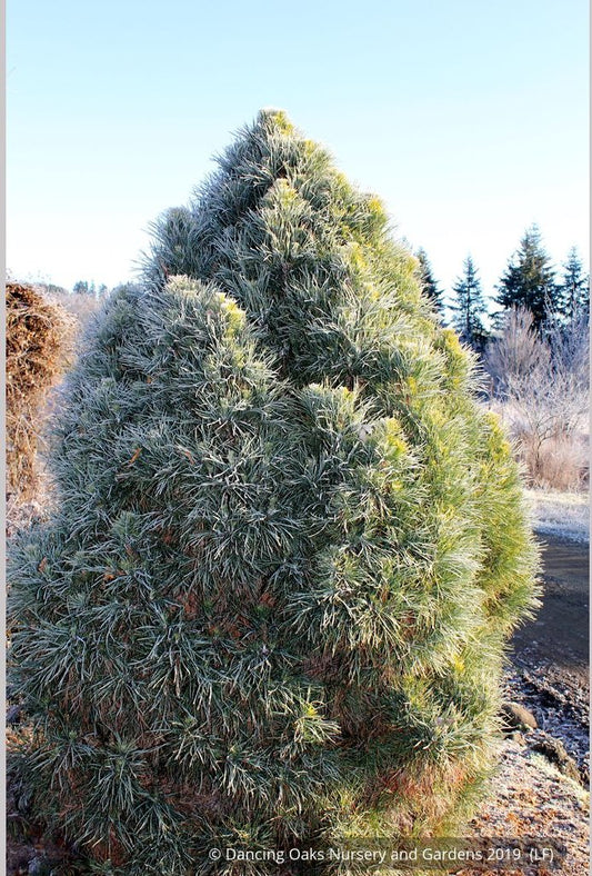 Trees ~ Pinus sylvestris 'Globosa Viridis', Green Globe Scotch Pine ~ Dancing Oaks Nursery and Gardens ~ Retail Nursery ~ Mail Order Nursery