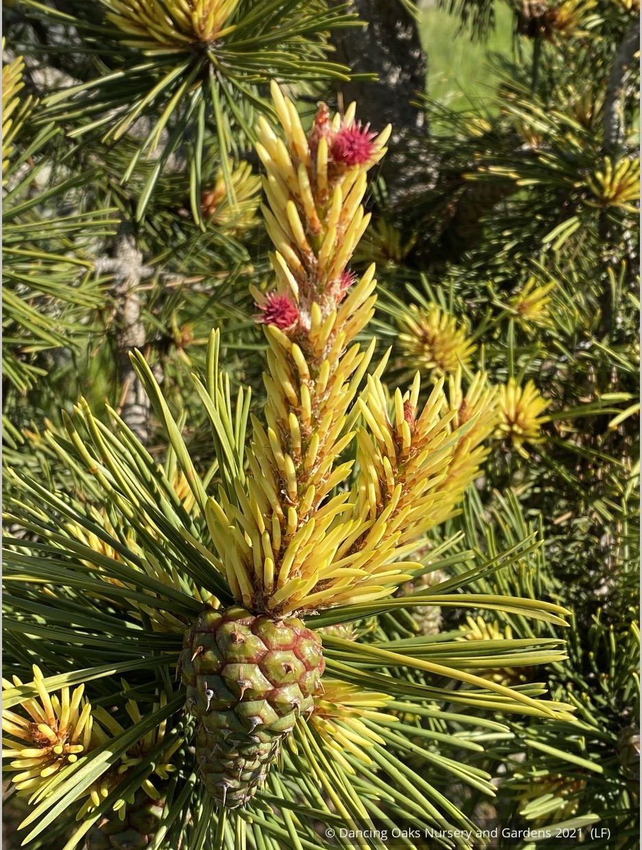 Trees ~ Pinus contorta var. latifolia 'Taylor's Sunburst', Taylor's Sunburst Lodgepole Pine ~ Dancing Oaks Nursery and Gardens ~ Retail Nursery ~ Mail Order Nursery