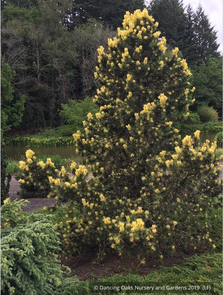 Trees ~ Pinus contorta var. latifolia 'Taylor's Sunburst', Taylor's Sunburst Lodgepole Pine ~ Dancing Oaks Nursery and Gardens ~ Retail Nursery ~ Mail Order Nursery