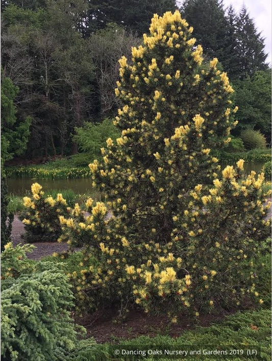 Trees ~ Pinus contorta var. latifolia 'Taylor's Sunburst', Taylor's Sunburst Lodgepole Pine ~ Dancing Oaks Nursery and Gardens ~ Retail Nursery ~ Mail Order Nursery