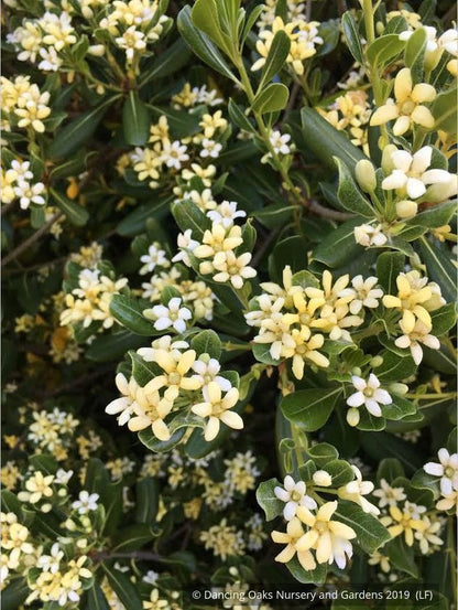 Shrubs ~ Pittosporum tobira 'Tall n Tough', Japanese Mock Orange ~ Dancing Oaks Nursery and Gardens ~ Retail Nursery ~ Mail Order Nursery