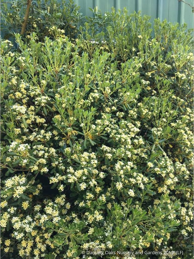 Shrubs ~ Pittosporum tobira 'Tall n Tough', Japanese Mock Orange ~ Dancing Oaks Nursery and Gardens ~ Retail Nursery ~ Mail Order Nursery