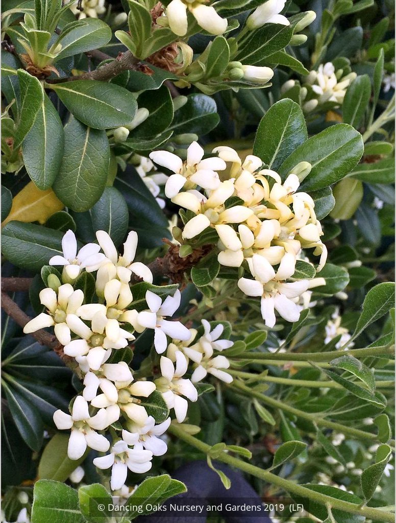 Shrubs ~ Pittosporum tobira 'Tall n Tough', Japanese Mock Orange ~ Dancing Oaks Nursery and Gardens ~ Retail Nursery ~ Mail Order Nursery