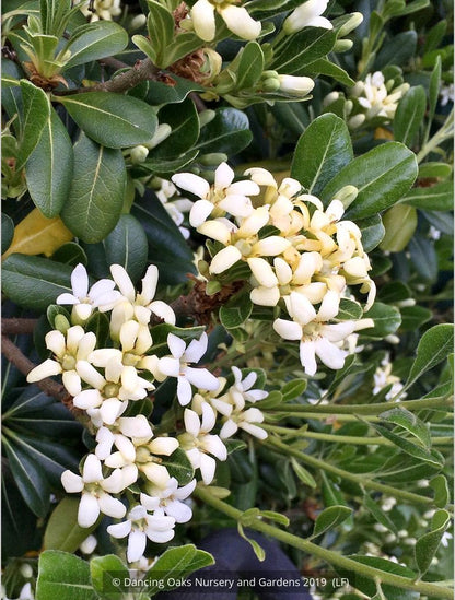 Shrubs ~ Pittosporum tobira 'Tall n Tough', Japanese Mock Orange ~ Dancing Oaks Nursery and Gardens ~ Retail Nursery ~ Mail Order Nursery