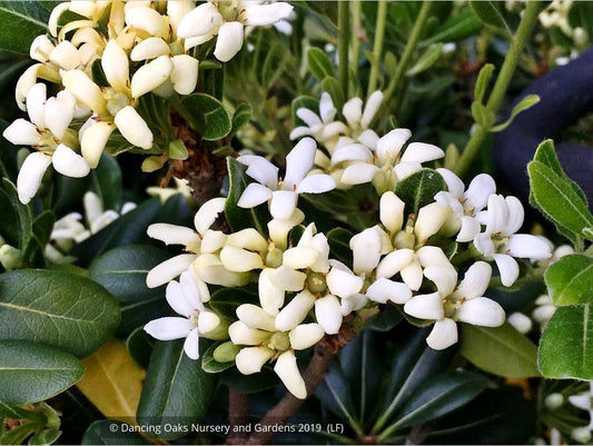 Shrubs ~ Pittosporum tobira 'Tall n Tough', Japanese Mock Orange ~ Dancing Oaks Nursery and Gardens ~ Retail Nursery ~ Mail Order Nursery