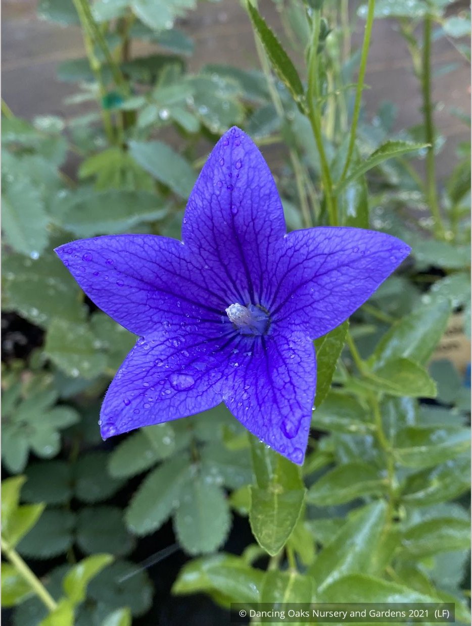 Perennials ~ Platycodon grandiflorus 'Fuji Blue', Balloon Flower ~ Dancing Oaks Nursery and Gardens ~ Retail Nursery ~ Mail Order Nursery