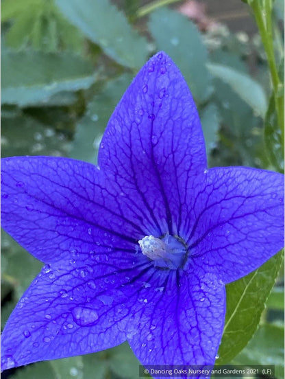 Perennials ~ Platycodon grandiflorus 'Fuji Blue', Balloon Flower ~ Dancing Oaks Nursery and Gardens ~ Retail Nursery ~ Mail Order Nursery