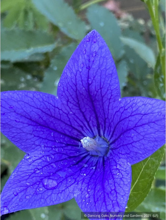 Perennials ~ Platycodon grandiflorus 'Fuji Blue', Balloon Flower ~ Dancing Oaks Nursery and Gardens ~ Retail Nursery ~ Mail Order Nursery