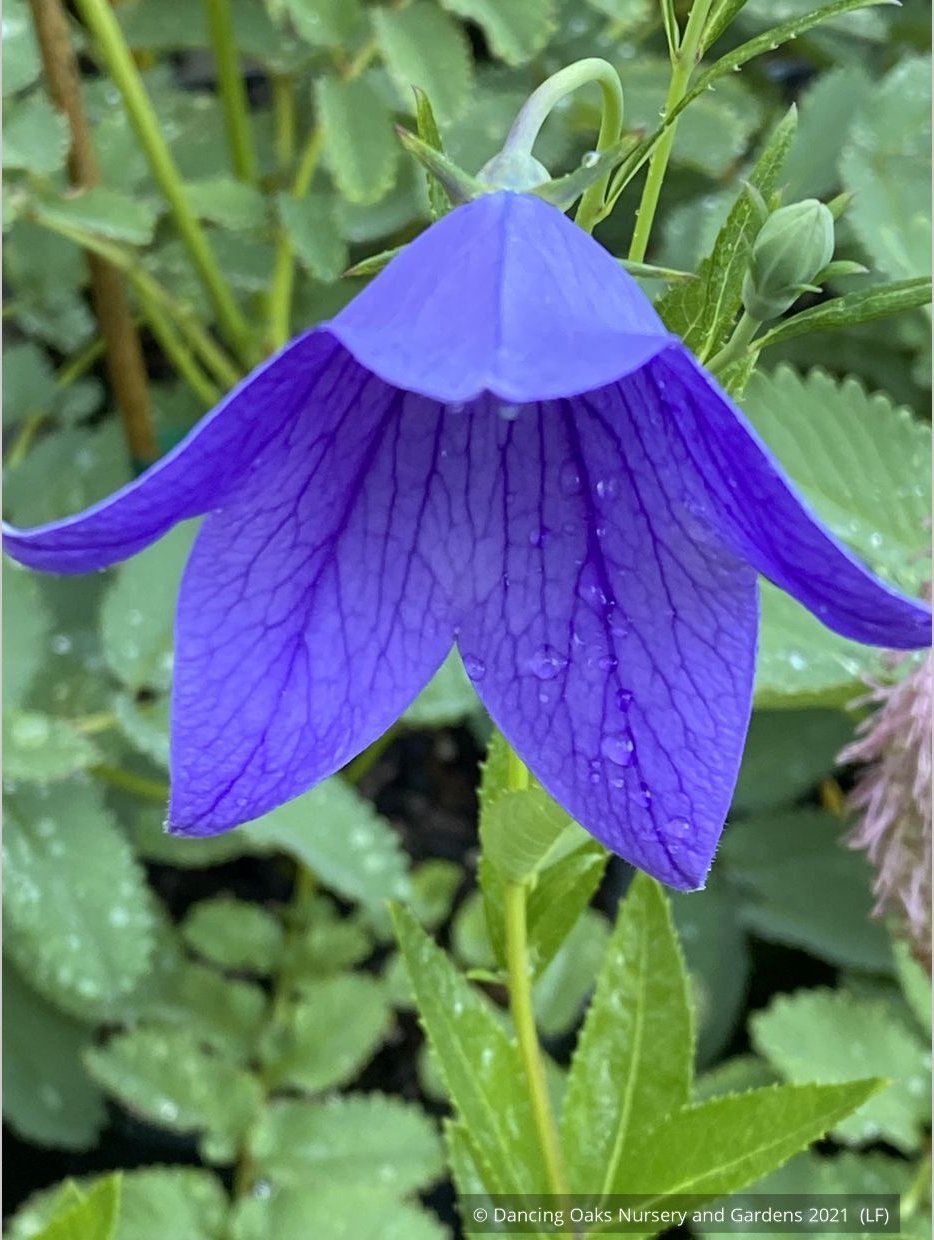 Perennials ~ Platycodon grandiflorus 'Fuji Blue', Balloon Flower ~ Dancing Oaks Nursery and Gardens ~ Retail Nursery ~ Mail Order Nursery