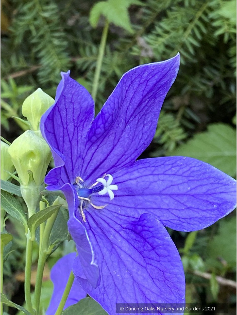 Platycodon grandiflorus 'Sentimental Blue', Balloon Flower
