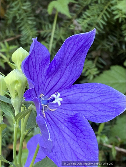 Platycodon grandiflorus 'Sentimental Blue', Balloon Flower