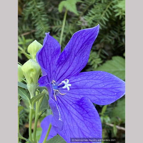 Platycodon grandiflorus 'Sentimental Blue', Balloon Flower
