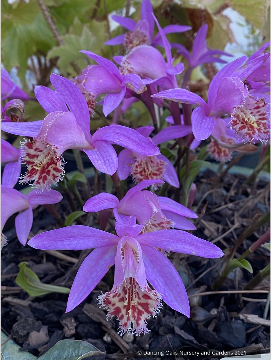 Pleione 'Alishan', Hardy Orchid