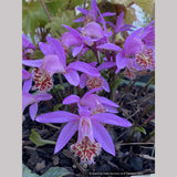 Pleione 'Alishan', Hardy Orchid