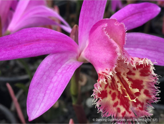 Bulbs & Tubers ~ Pleione 'Alishan', Hardy Orchid ~ Dancing Oaks Nursery and Gardens ~ Retail Nursery ~ Mail Order Nursery
