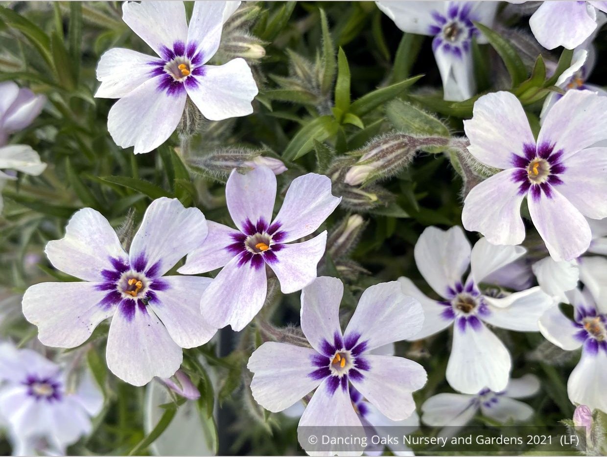 Perennials ~ Phlox subulata 'North Hills', Creeping Phlox ~ Dancing Oaks Nursery and Gardens ~ Retail Nursery ~ Mail Order Nursery
