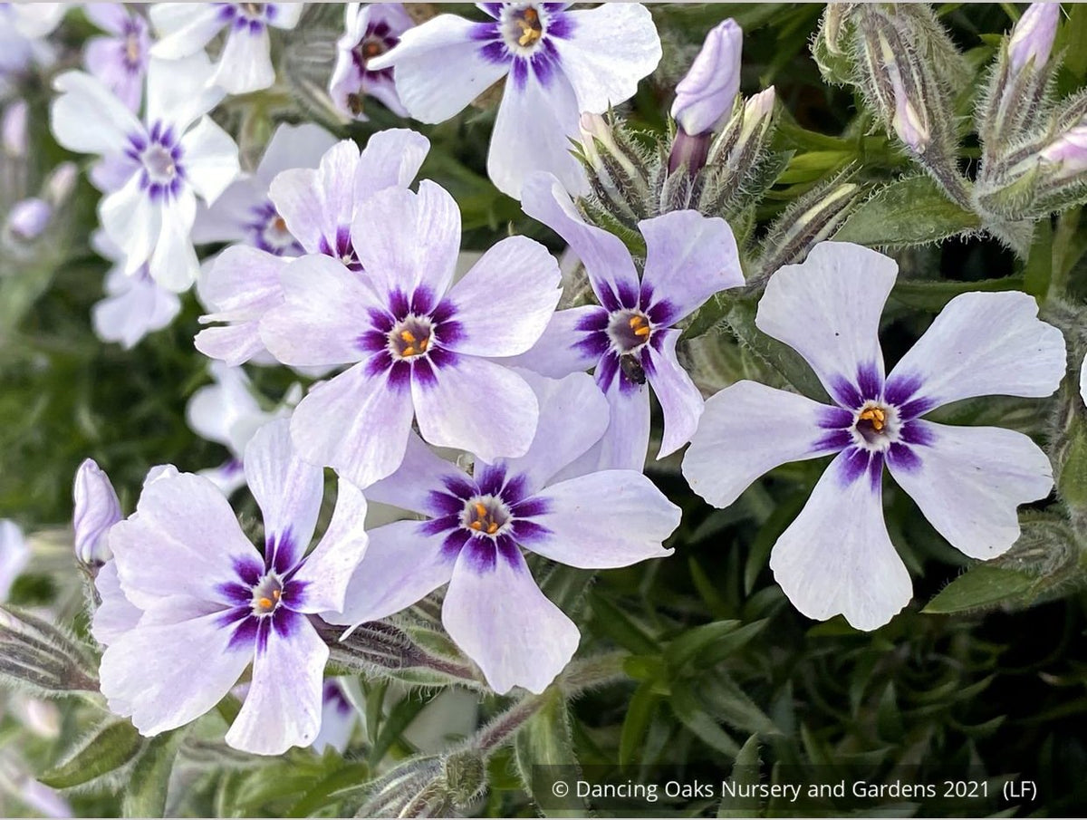 Perennials ~ Phlox subulata 'North Hills', Creeping Phlox ~ Dancing Oaks Nursery and Gardens ~ Retail Nursery ~ Mail Order Nursery