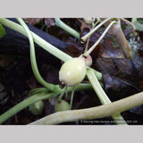 Perennials ~ Podophyllum pleianthum, Chinese Mayapple ~ Dancing Oaks Nursery and Gardens ~ Retail Nursery ~ Mail Order Nursery